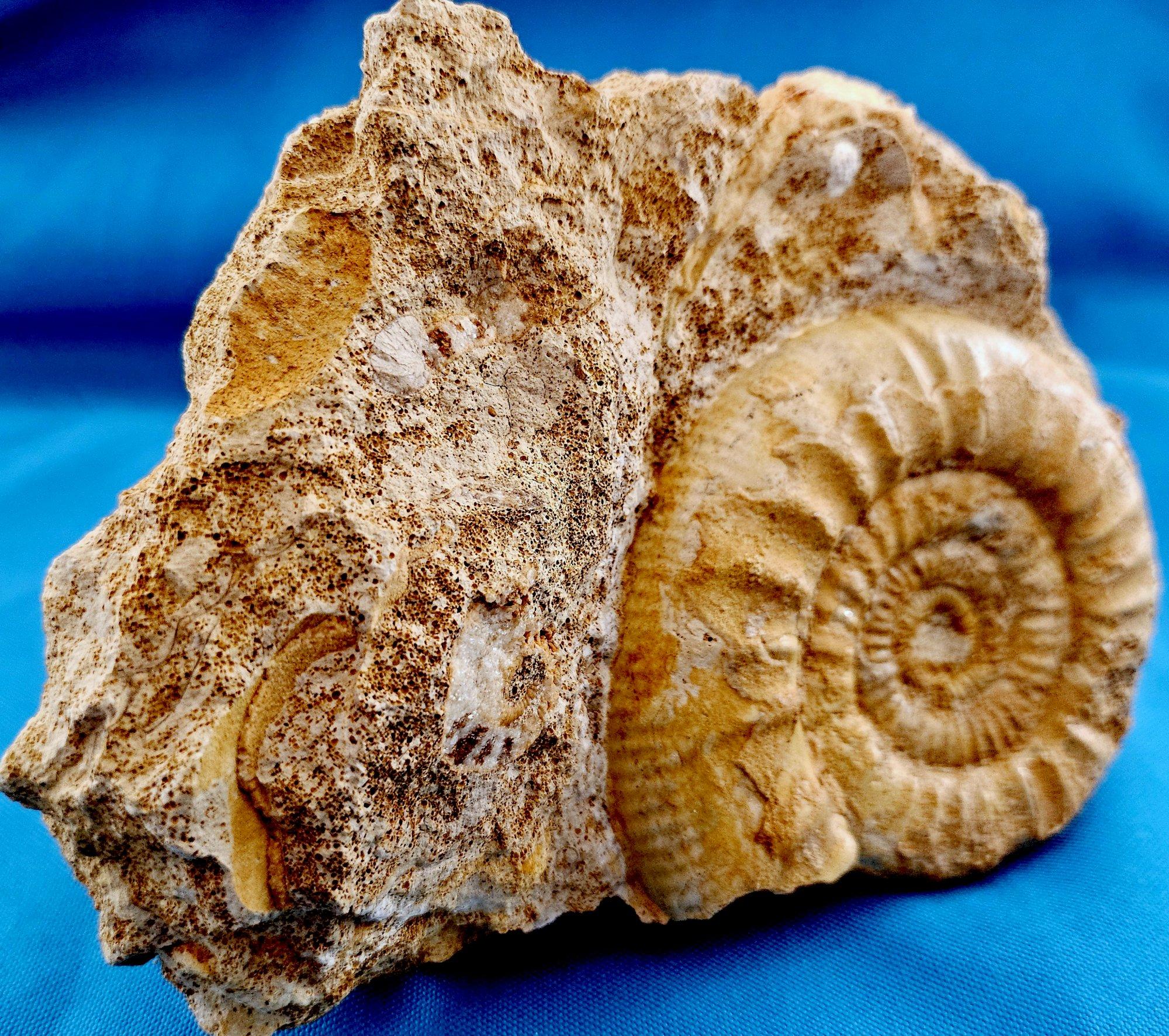 Schönes selbststehendes Ammonitenfossil und andere Fossilien, die aus der Matrix auftauchen im Zustand „Relativ gut“ im Angebot in Warrenton, OR