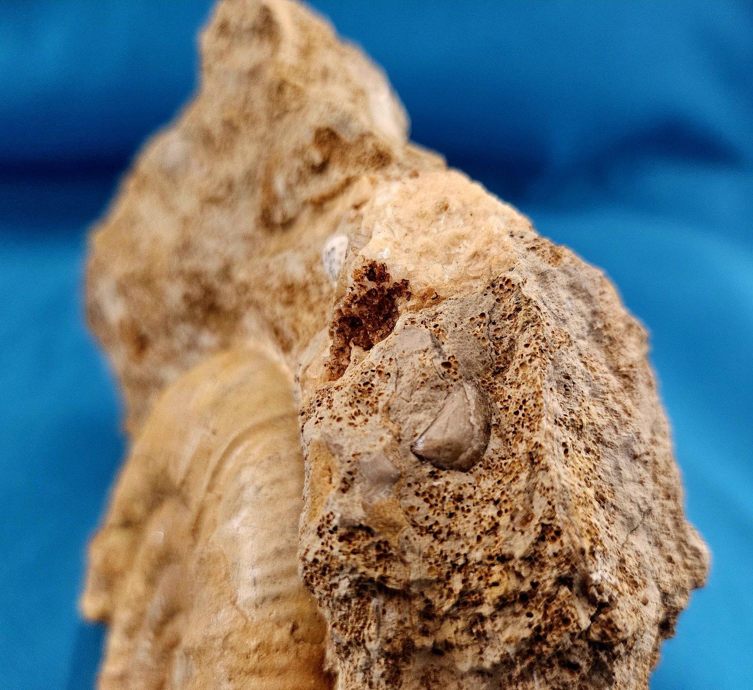 Schönes selbststehendes Ammonitenfossil und andere Fossilien, die aus der Matrix auftauchen (Muschel) im Angebot