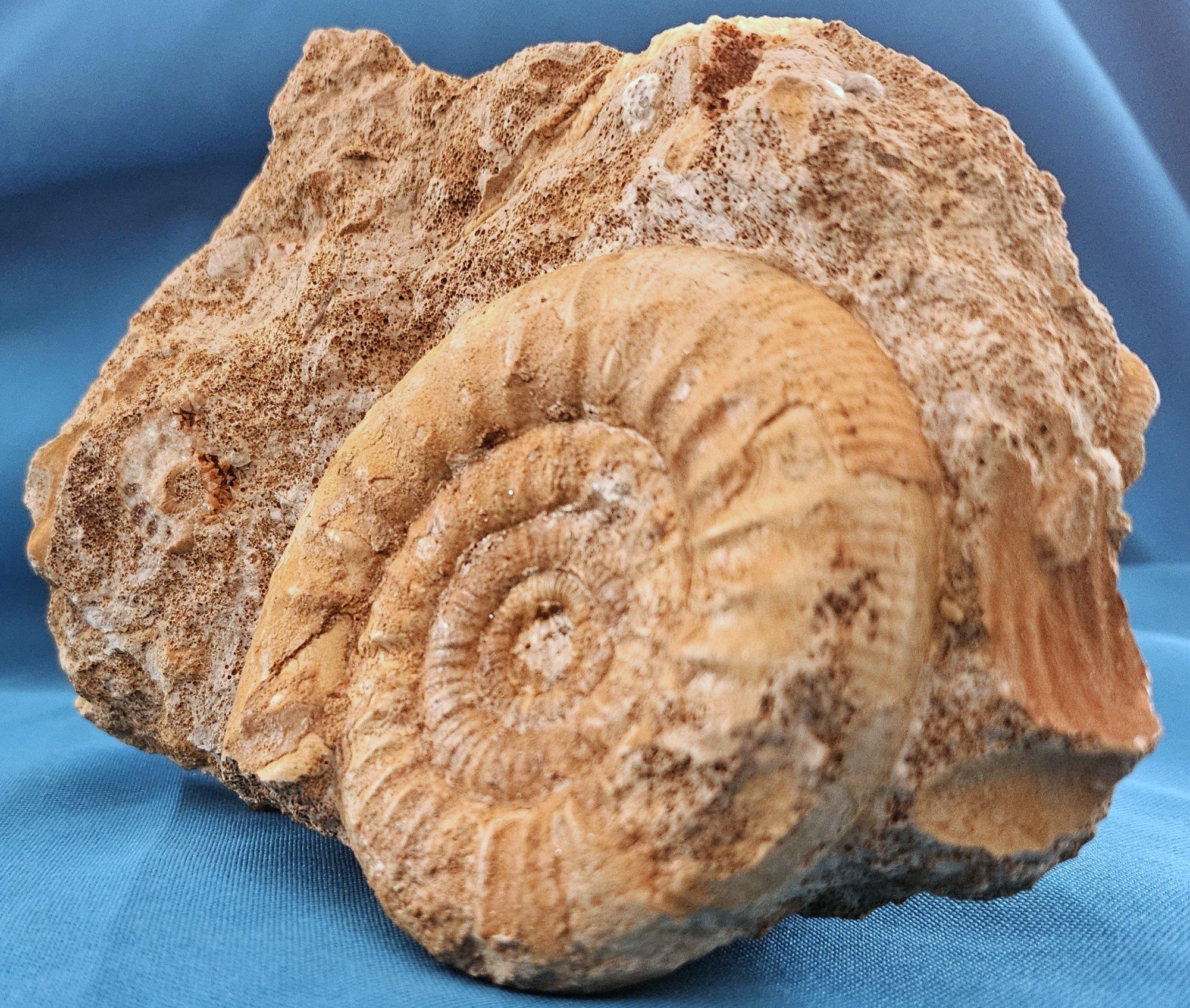 Schönes selbststehendes Ammonitenfossil und andere Fossilien, die aus der Matrix auftauchen im Angebot 1
