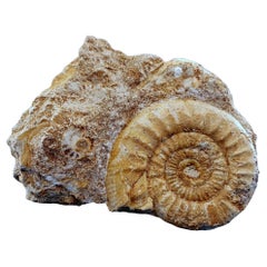 Schönes selbststehendes Ammonitenfossil und andere Fossilien, die aus der Matrix auftauchen