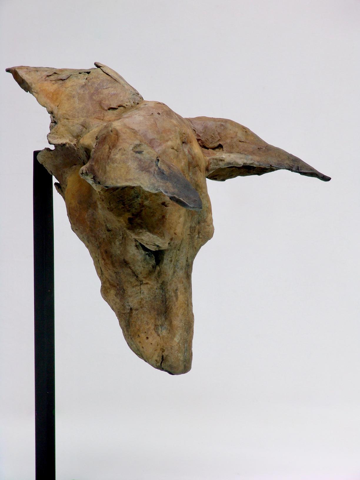 ''Tesem Study'', Contemporary Bronze Sculpture Portrait of a Dog, Tesem, Podenco For Sale 1