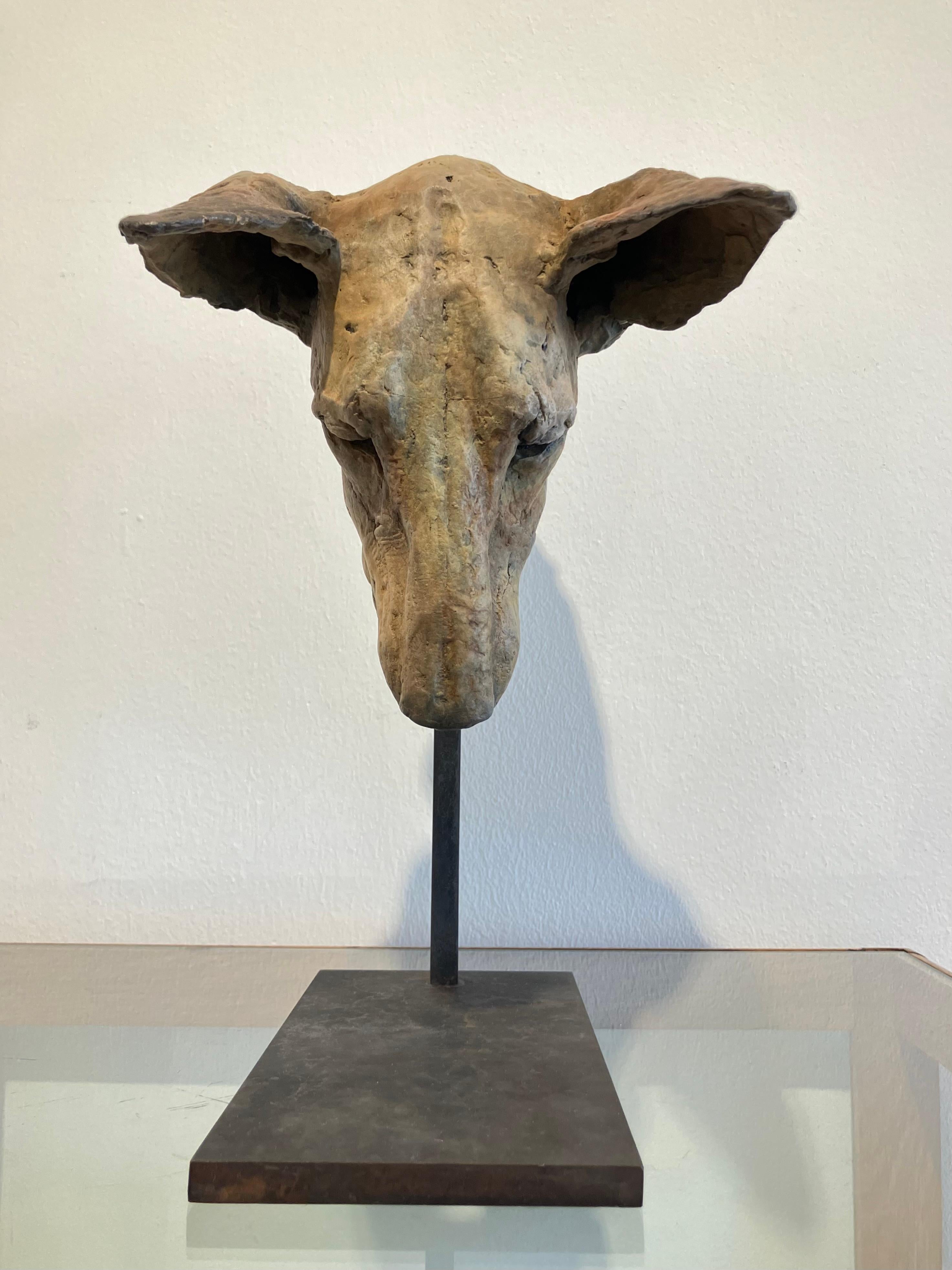 ''Tesem Study'', Contemporary Bronze Sculpture Portrait of a Dog, Tesem, Podenco For Sale 4