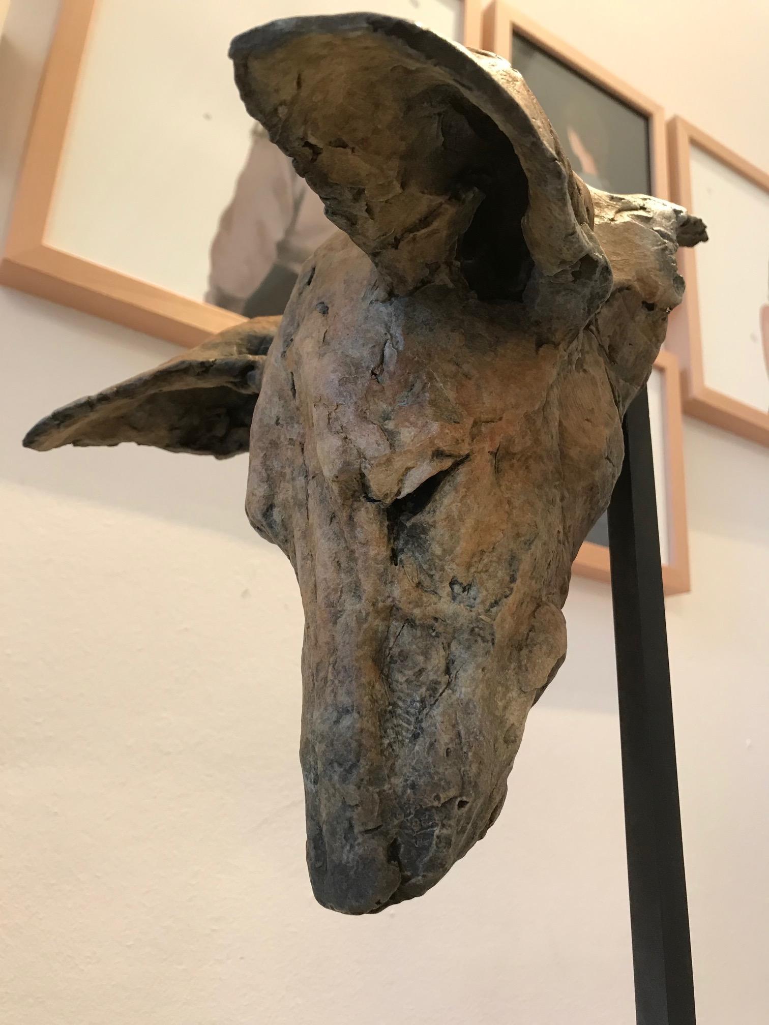 ''Tesem Study'', Contemporary Bronze Sculpture Portrait of a Dog, Tesem, Podenco 1