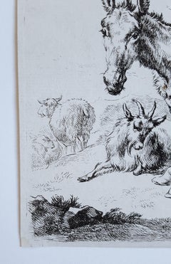 Eichhörnchen:: Schafe und Ziegen