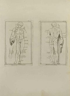 Anatomy Studies - Etching by Nicholas Cochin - 1755