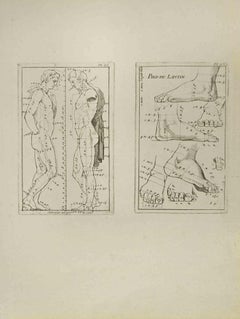 Antique Anatomy Studies - Etching by Nicholas Cochin - 1755