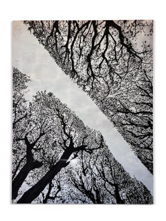 "Jardin Des Plantes" (Fauna, Floral, Black, Blue, Graphic Landscape, Sky, Trees)