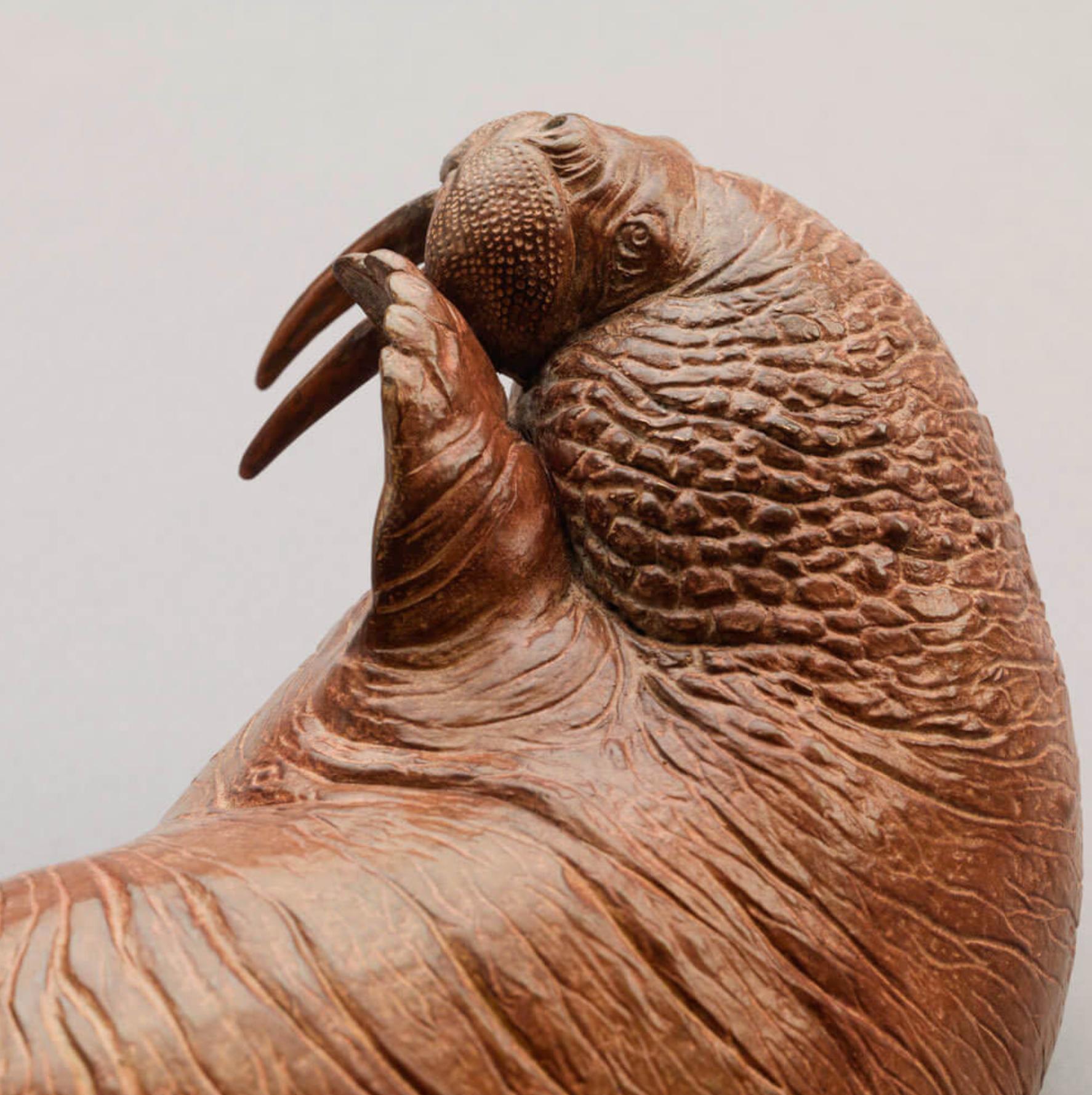 pinocchio walrus