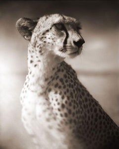 Cheetah Against Dark Sky, Masai Mara, 2004 - Black and White Photography