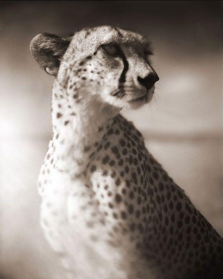 Nick Brandt Black and White Photograph - Cheetah Against Dark Sky, Masai Mara, 2004