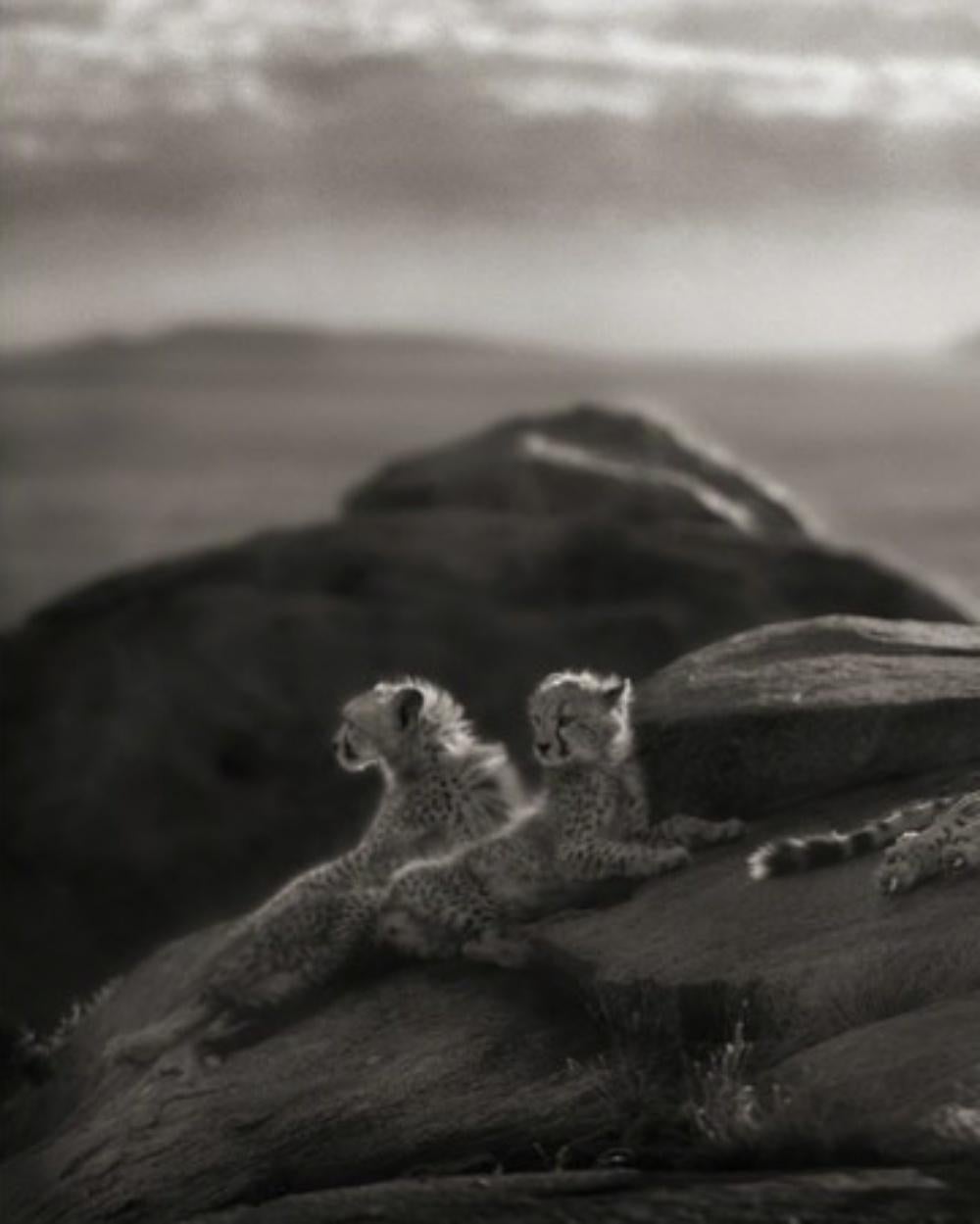 Cheetah & Cubs Lying on Rock, Serengeti – Nick Brandt, Africa, Rock, Sky, Animal For Sale 2