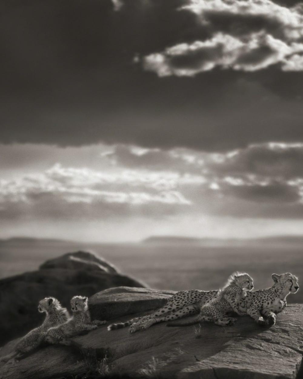 Cheetah & Cubs Lying on Rock, Serengeti – Nick Brandt, Africa, Rock, Sky, Animal For Sale 4
