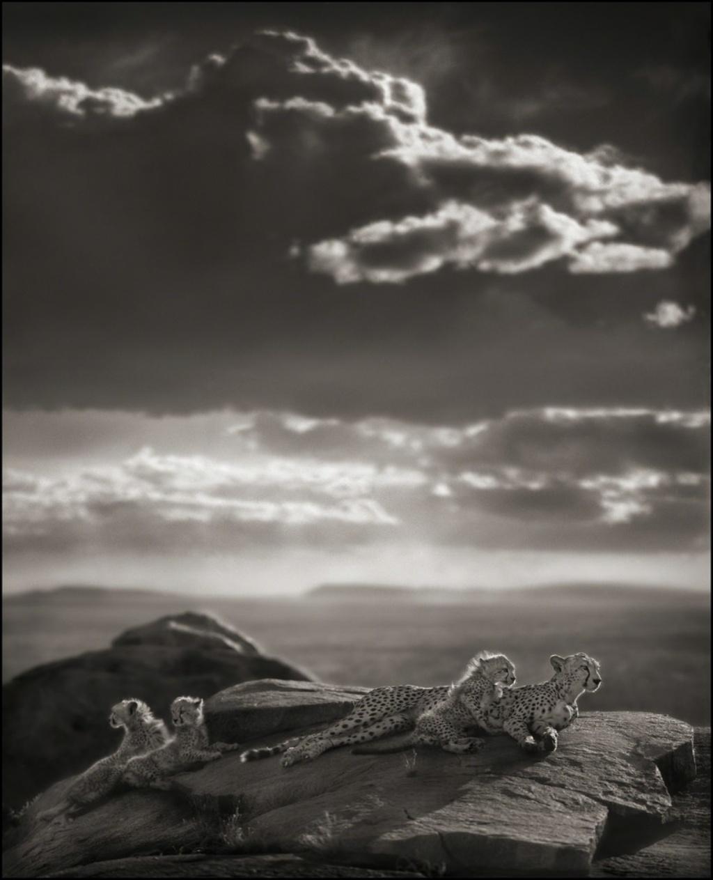 NICK BRANDT (*1966, England)
Cheetah & Cubs Lying on Rock, Serengeti
2007
Platinum Print
Sheet 87.6 x 71.1 cm (34.5 x 28 in.)
Edition of 15, plus APs (from a sold out edition)

Nick Brandt is a contemporary English photographer. His work focuses on