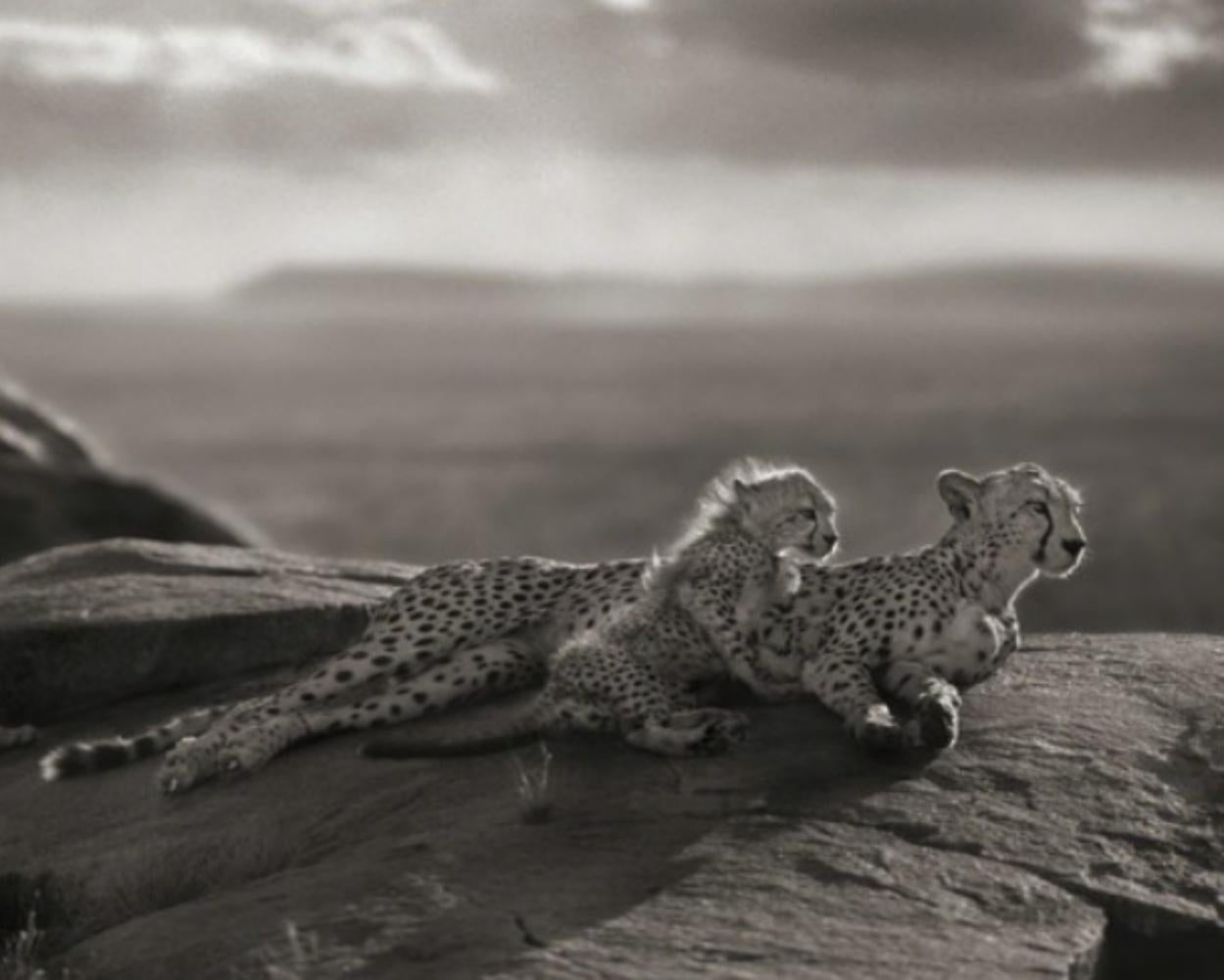 Guepardo y cachorros tumbados en una roca, Serengeti - Nick Brandt, África, Roca, Cielo, Animal en venta 1