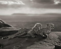 Cheetah & Cubs Lying on Rock, Serengeti – Nick Brandt, Africa, Rock, Sky, Animal