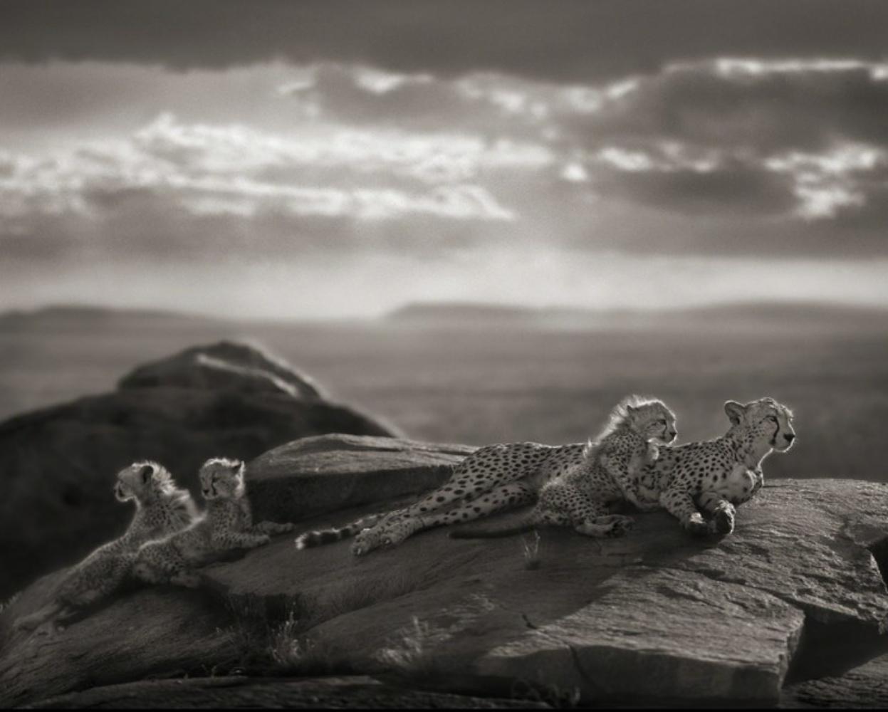 NICK BRANDT (*1966, England)
Cheetah & Cubs Lying on Rock, Serengeti
2007
Archival Pigment Print
Sheet 130.8 x 106.7 cm (51.5 x 42 in.)
Edition of 8, plus AP

Nick Brandt is a contemporary English photographer. His work focuses on the disappearing