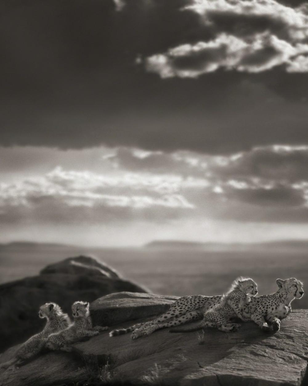 Cheetah & Cubs Lying on Rock, Serengeti – Nick Brandt, Africa, Rock, Sky, Animal For Sale 1