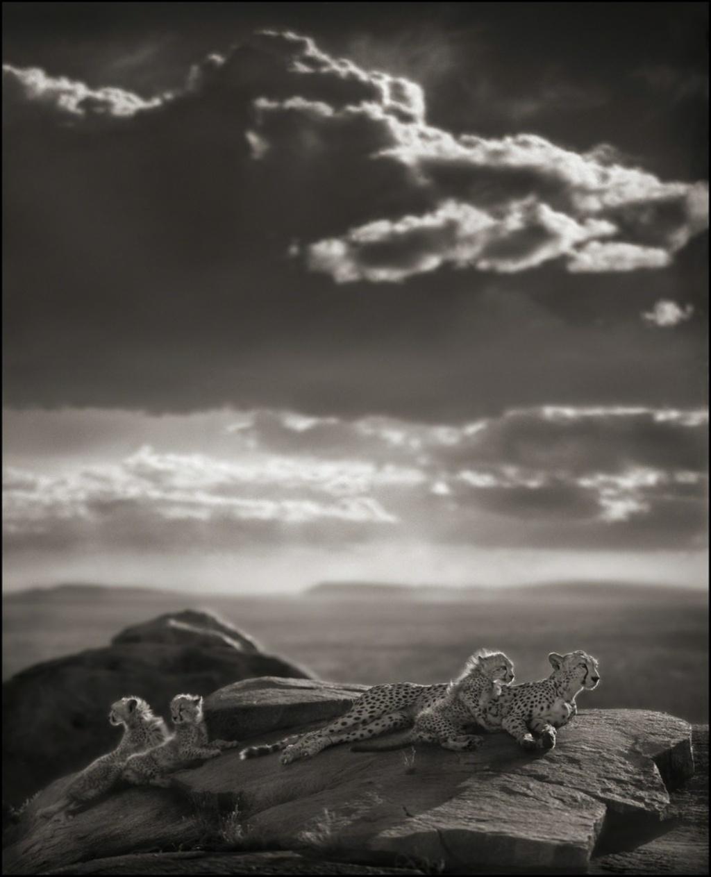 Gepard & Jungtiere auf Felsen liegend, Serengeti - Nick Brandt, Afrika, Felsen, Himmel, Tier