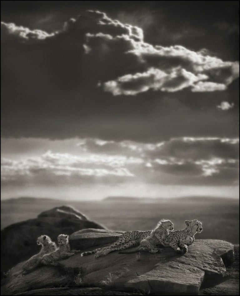 Nick Brandt Photography - 55 For Sale at 1stDibs | brandt price, elephant  photography for sale, elephant photos for sale
