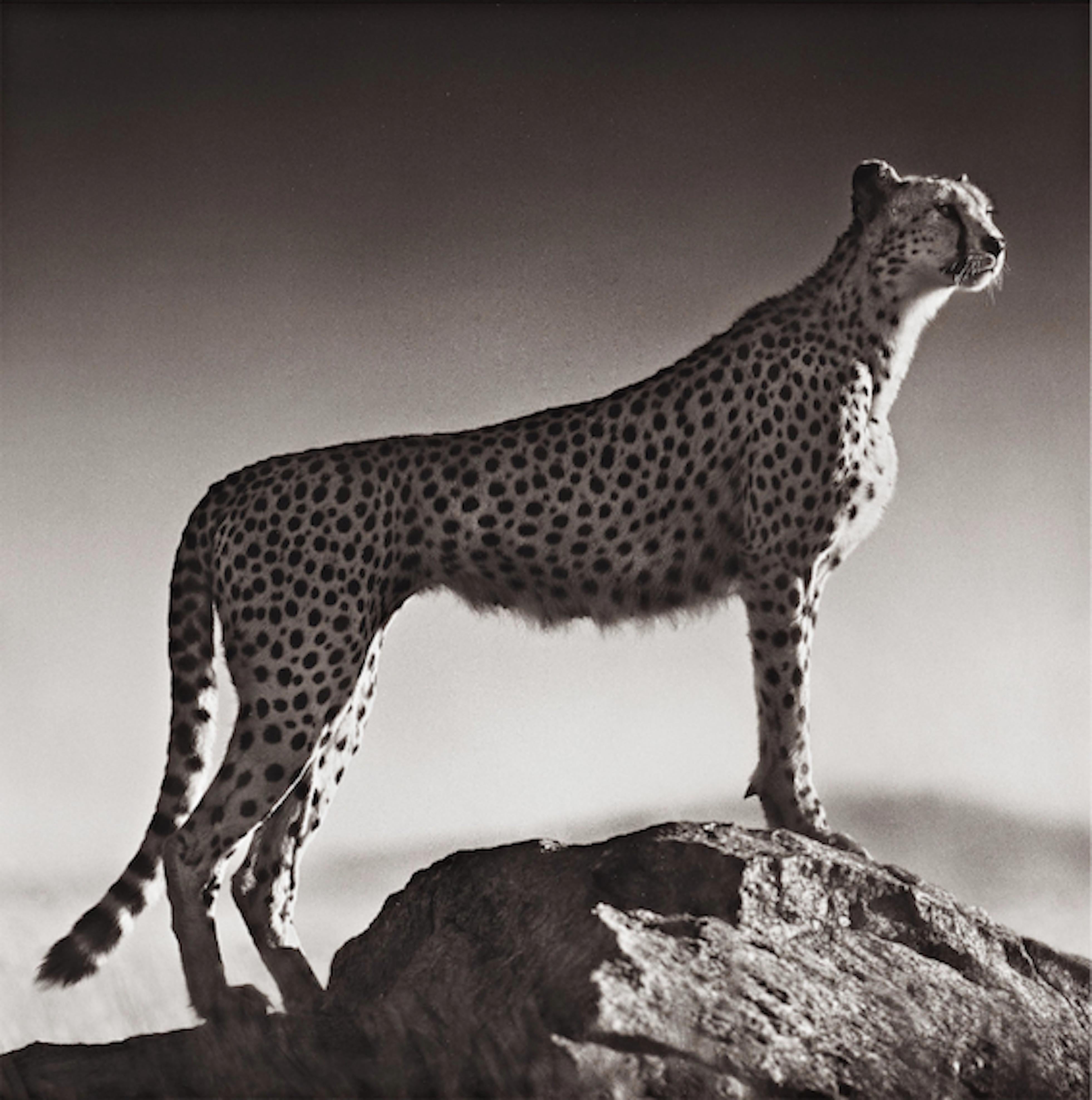 Nick Brandt Black and White Photograph - Cheetah Standing on Rock, Serengeti