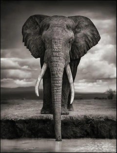 Elephant Drinking, Amboseli, 2007 – Nick Brandt, Elephant, Photography, Africa