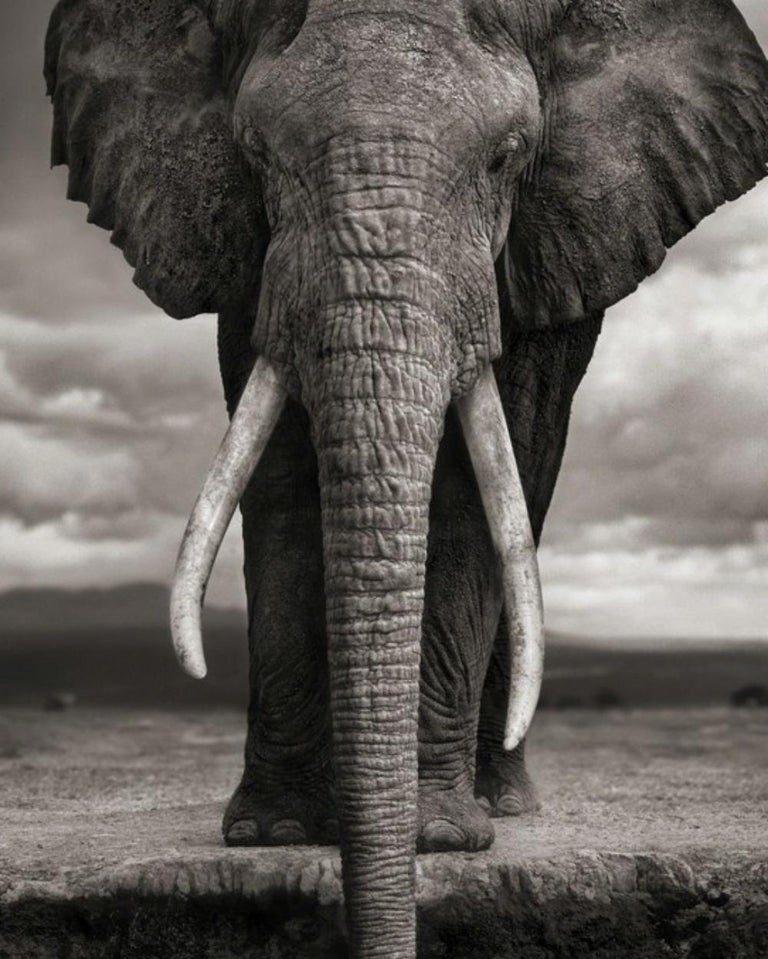 Elephant Drinking, Amboseli – Nick Brandt, Africa, Animal, Elephant - Contemporary Photograph by Nick Brandt