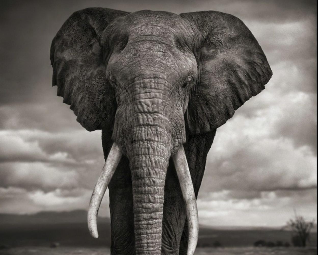 Elefant beim Trinken, Amboseli Nick Brandt, Afrika, Tier, Elefant 2