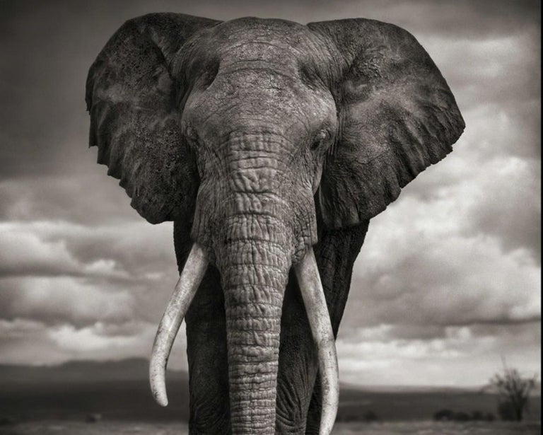 Elephant Drinking, Amboseli – Nick Brandt, Africa, Animal, Elephant - Black Black and White Photograph by Nick Brandt
