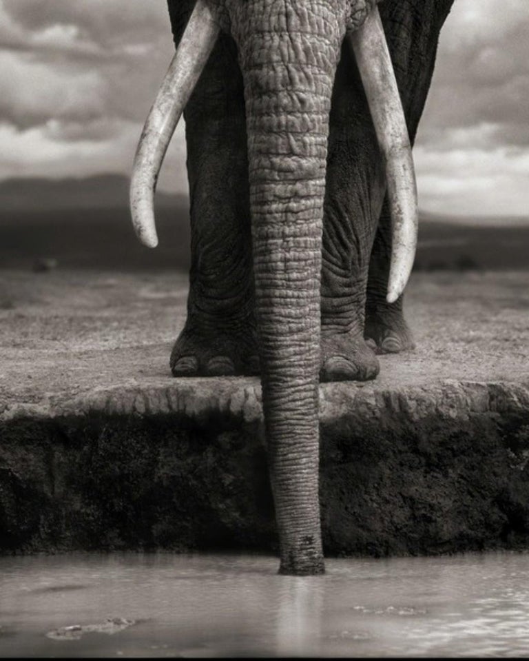 NICK BRANDT (*1966, England)
Elephant Drinking, Amboseli
2007
Platinum print
Sheet 93 x 71 cm (36 5/8 x 28 in.)
Edition of 15, Ed. 15/15
Framed

Nick Brandt is a contemporary English photographer. His work focuses on the disappearing natural world.