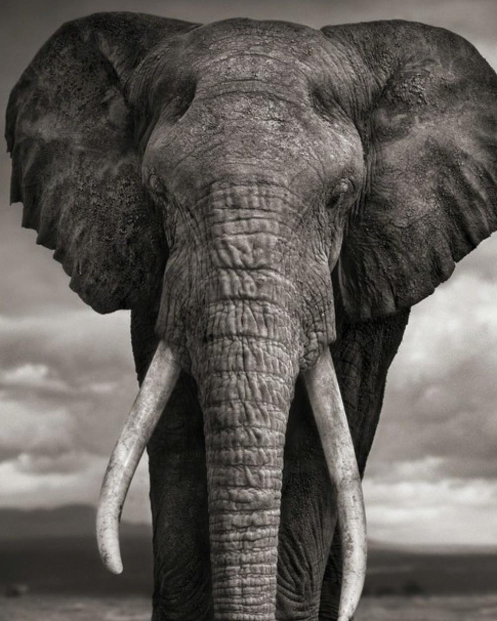 Elefant beim Trinken, Amboseli Nick Brandt, Afrika, Tier, Elefant 4
