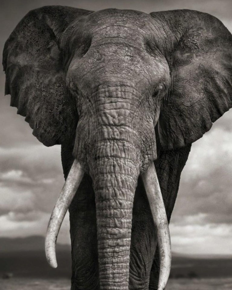 Elephant Drinking, Amboseli – Nick Brandt, Africa, Animal, Elephant For Sale 1