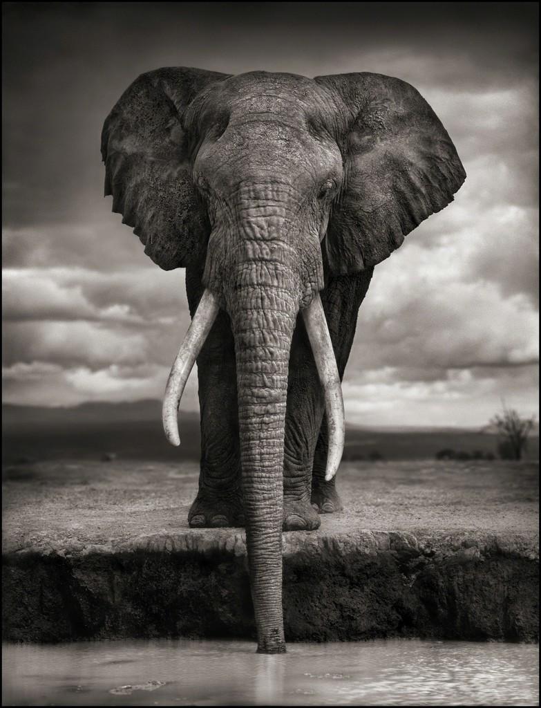 Elephant Drinking, Amboseli – Nick Brandt, Africa, Animal, Elephant