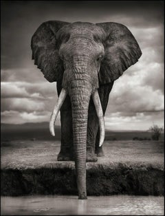 Elefant beim Trinken, Amboseli Nick Brandt, Afrika, Tier, Elefant