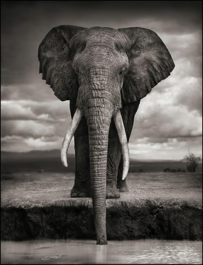 Elephant Drinking, Amboseli – Nick Brandt, Africa, Animal, Elephant - Photograph by Nick Brandt