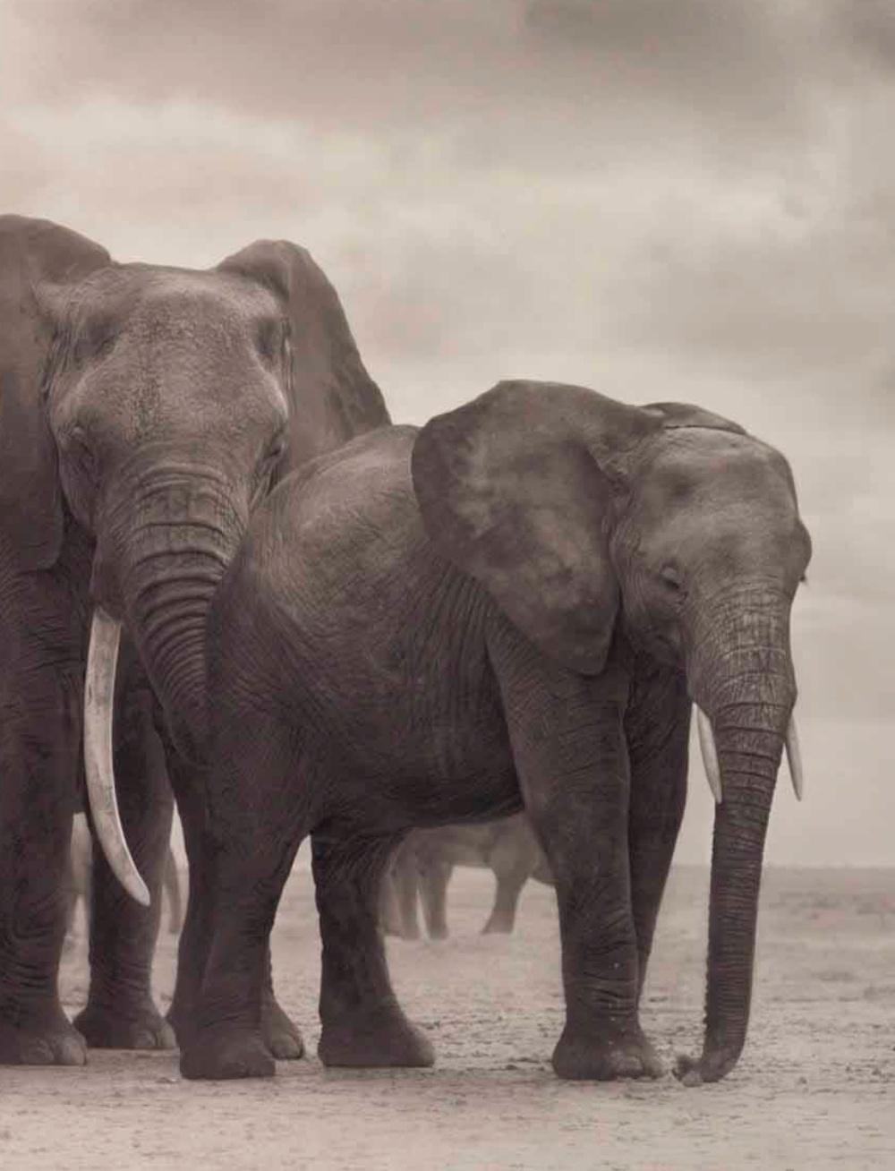 Elefantengruppe auf nackter Erde, Amboseli Nick Brandt, Afrika, Tier, Elefant im Angebot 1