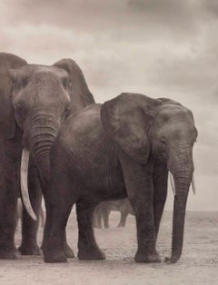 Elephant Group on Bare Earth, Amboseli– Nick Brandt, Africa, Animal, Elephant