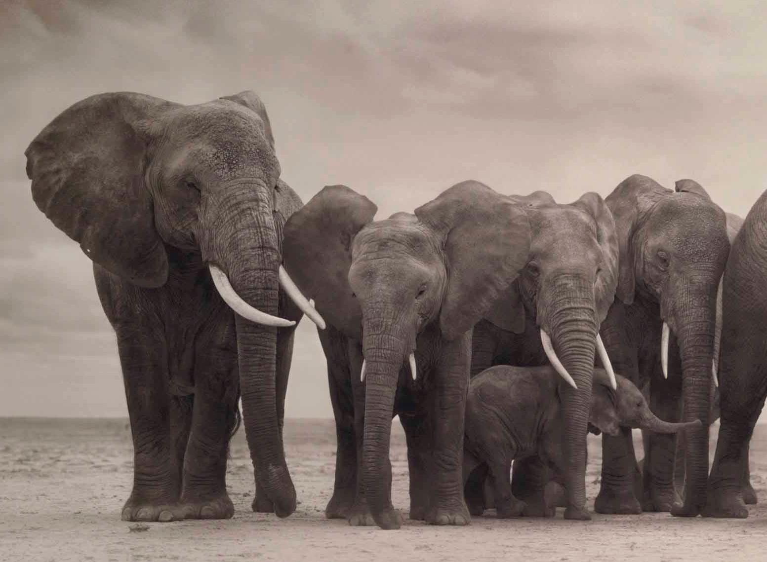 Elefantengruppe auf nackter Erde, Amboseli Nick Brandt, Afrika, Tier, Elefant im Angebot 2
