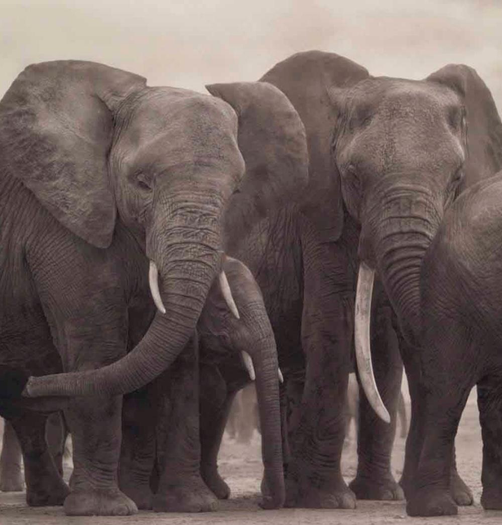 Elefantengruppe auf nackter Erde, Amboseli Nick Brandt, Afrika, Tier, Elefant im Angebot 3