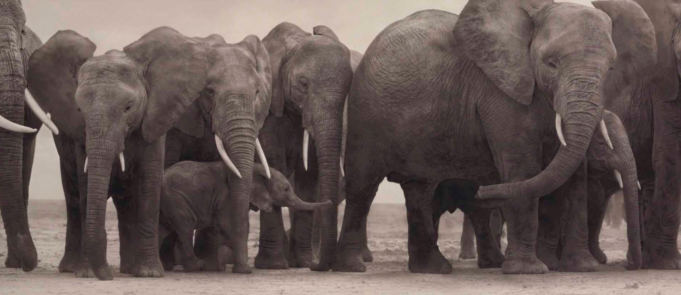 Elefantengruppe auf nackter Erde, Amboseli Nick Brandt, Afrika, Tier, Elefant im Angebot 4