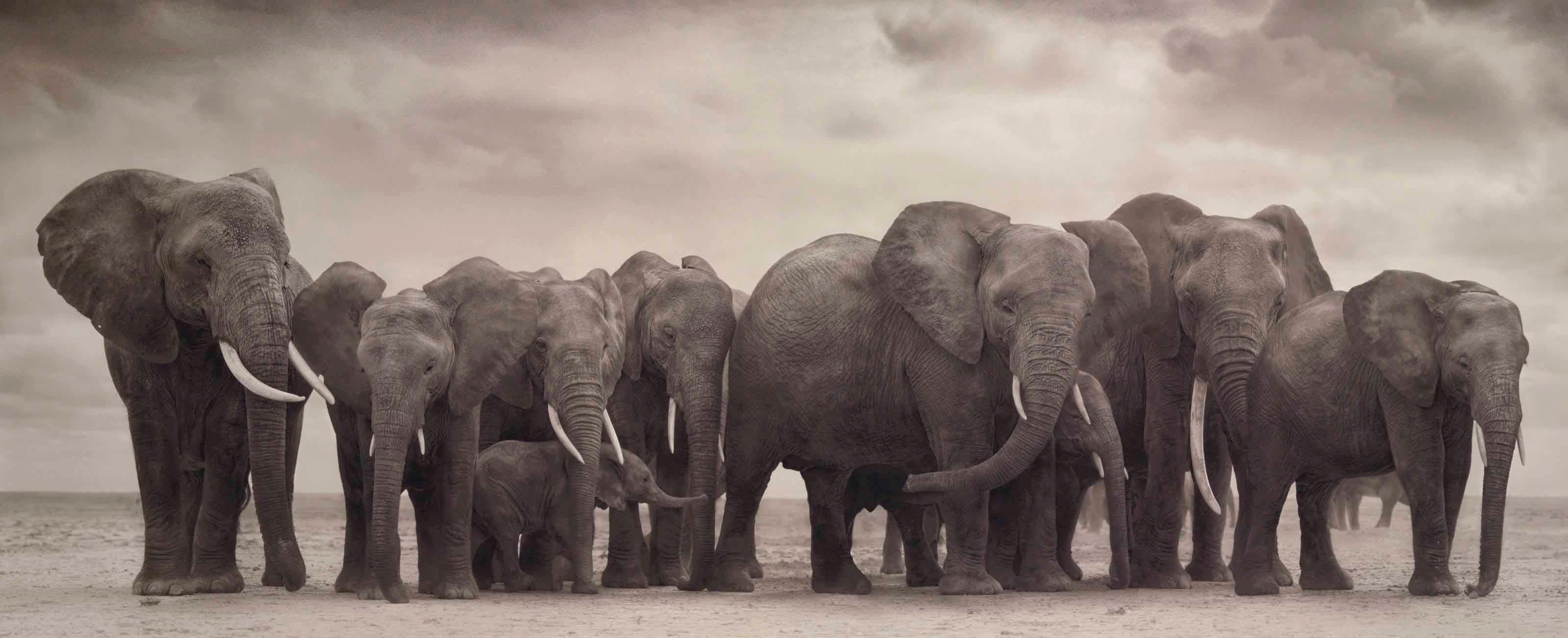NICK BRANDT (*1966, England)
Elefantengruppe auf nackter Erde, Amboseli
2008
Archivträchtiger Tintenstrahldruck
Blatt 88,9 x 215,9 cm (35 x 85 in.)
Auflage von 8, plus AP's; Ed. Nr. 8/8
Gerahmt

Nick Brandt ist ein zeitgenössischer englischer