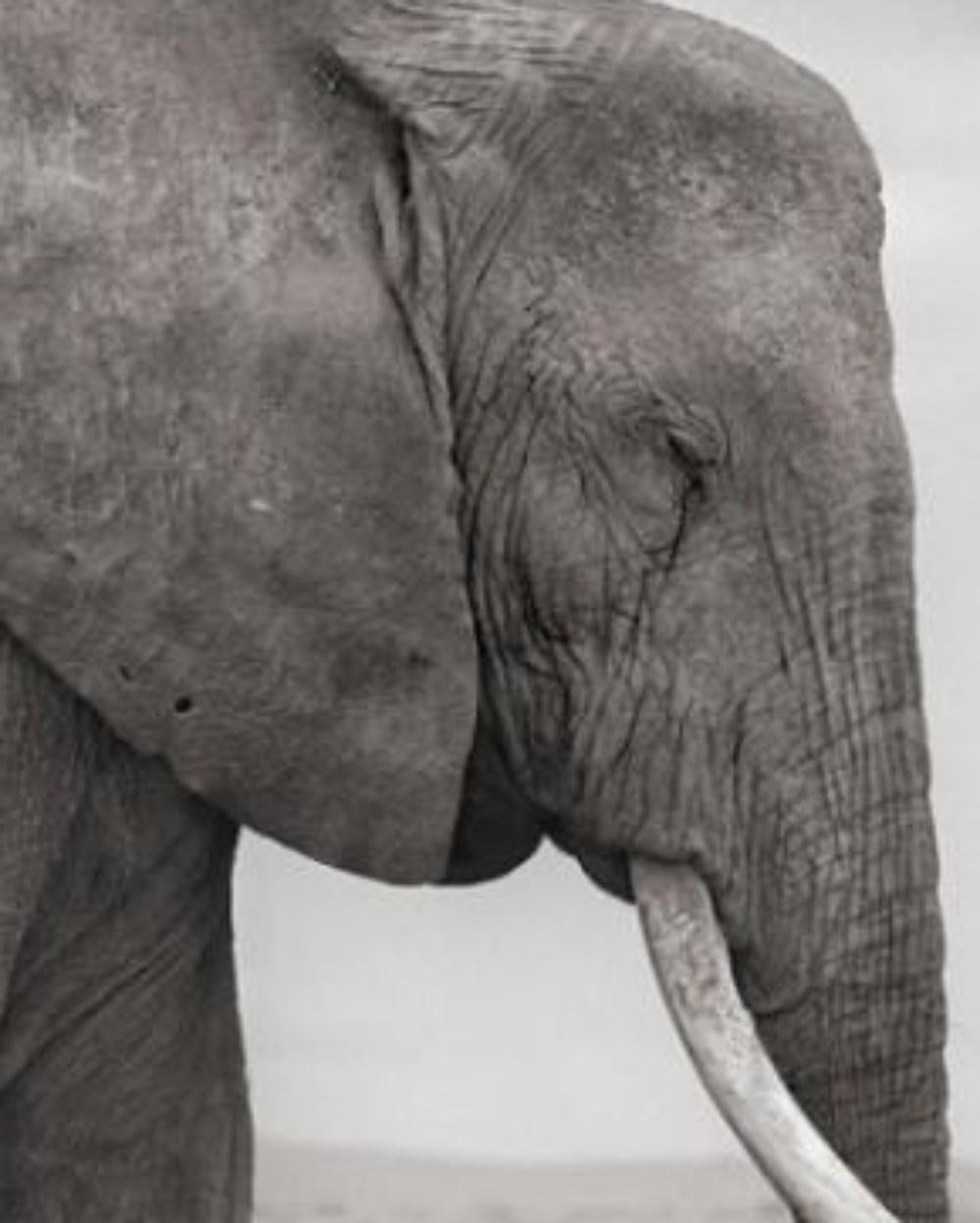 Mère et bébé éléphant à la patte, Amboseli - Nick Brandt, Afrique, Eléphant, Art en vente 1