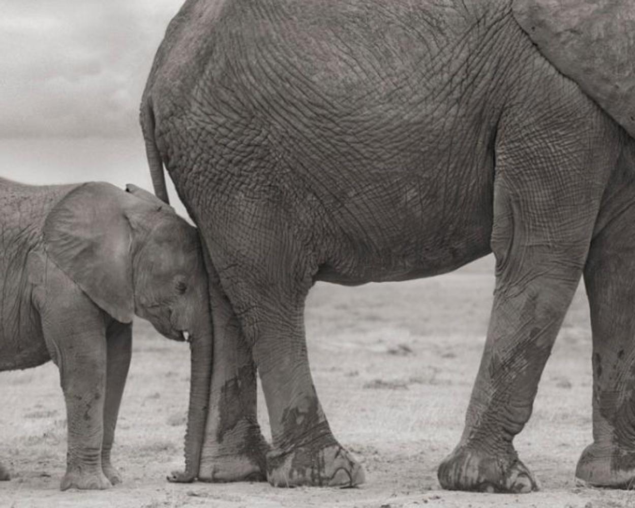 Madre elefante y cría a la pata, Amboseli - Nick Brandt, África, Elefante, Arte en venta 2