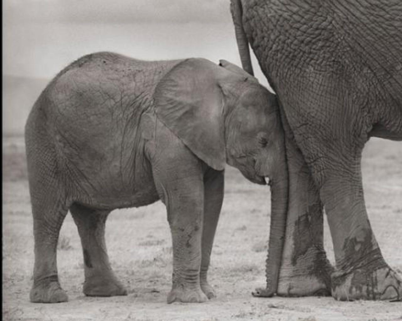 Madre elefante y cría a la pata, Amboseli - Nick Brandt, África, Elefante, Arte en venta 2