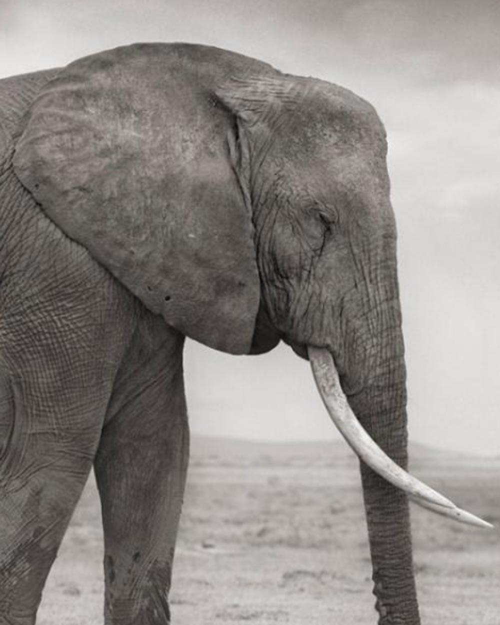 Elephant Mother and Baby at Leg, Amboseli – Nick Brandt, Africa, Elephant, Art For Sale 1