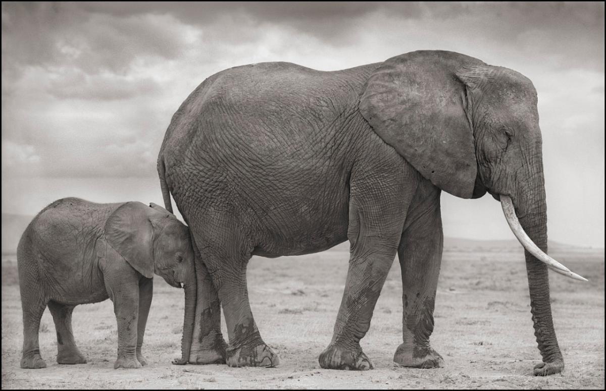 NICK BRANDT (*1966, Angleterre)
Mère et bébé éléphant à la jambe, Amboseli
2012
Impression à pigment d'archivage
Feuille 142 x 178 cm (55 7/8 x 70 1/8 in.)
Edition de 10 ; Ed. no. 4/10
Imprimer seulement

Nick Brandt est un photographe anglais