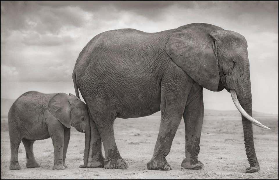 Nick Brandt Elephant On Bare Earth Amboseli Nick Brandt Elephant nick-brandt-elephant-on-bare-earth-amboseli-nick-brandt-elephant