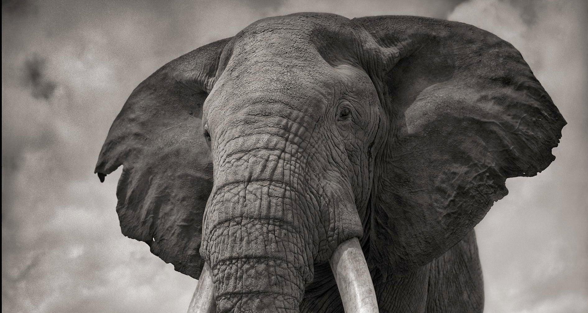 elephant photoshoot