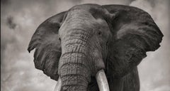 Elephant on Bare Earth, Amboseli – Nick Brandt, Elephant, Photography, Africa