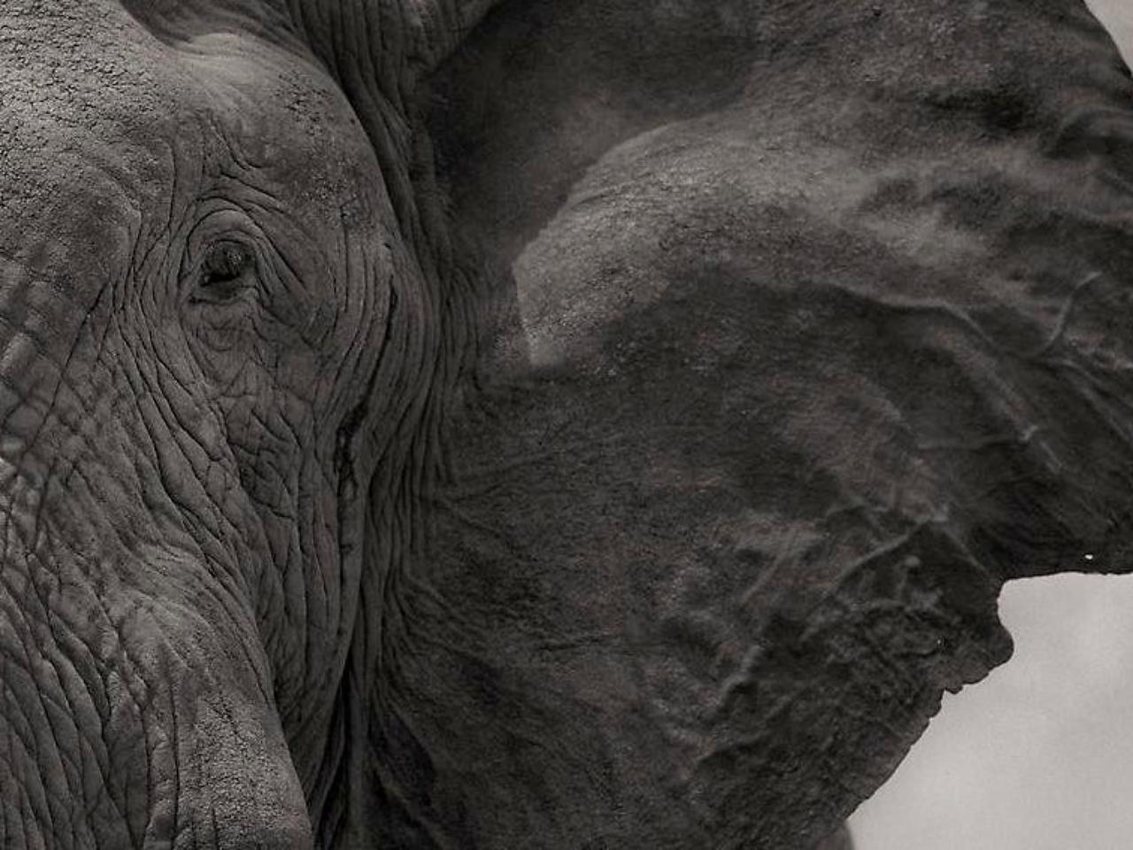 Elefant auf nackter Erde, Amboseli - Nick Brandt, Elefant, Fotografie, Afrika im Angebot 1