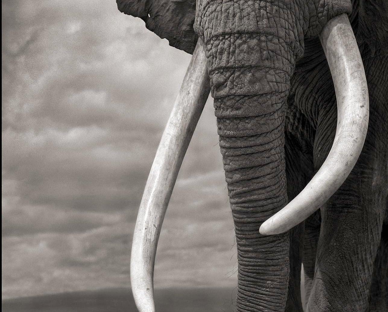 NICK BRANDT (*1966, England)
Elephant on Bare Earth, Amboseli
2011
Archival pigment print
Sheet 177,8 x 142,24 cm (70 x 56 in.)
Edition of 10, plus 2 AP; AP1 (from a sold out edition)

Nick Brandt is a contemporary English photographer. His work